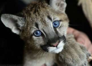 В далекосхідному зоопарку зявився дитинча пуми (22 фото)