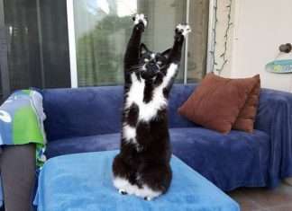 Кіт піднімає вгору лапи кожен раз, коли його фотографують (5 фото + відео)