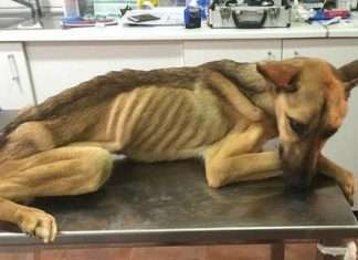 Неймовірне перетворення нещасної собаки (6 фото + відео)