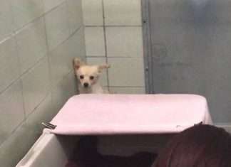 Цуценята врятували собаку від страху (5 фото)