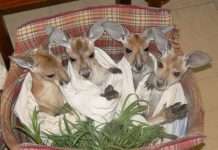 Кріс Барнс — спаситель дитинчат кенгуру (20 фото)