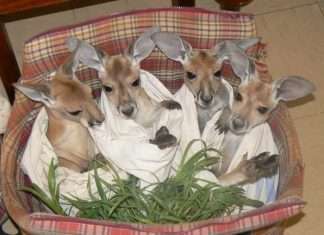 Кріс Барнс – спаситель дитинчат кенгуру (20 фото)