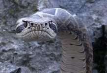 Неймовірно реалістичні тростини у вигляді змій (9 фото)