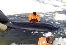 На Сахаліні в Охотському морі врятували затиснуту в льодах косатку (5 фото + відео)