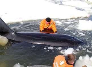 На Сахаліні в Охотському морі врятували затиснуту в льодах косатку (5 фото + відео)