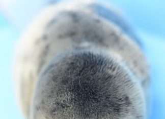 Лейтенант петербурзької поліції врятував маленького ведмежати (2 фото)