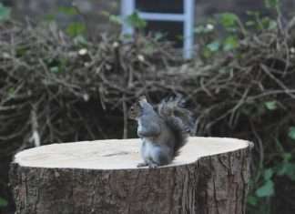 Сумне фото з нещасною білкою (2 фото)