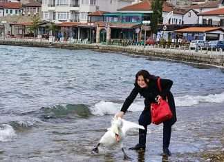 У Македонії туристка смерть замучила лебедя заради фотосесії (3 фото)