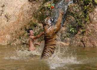 Тигровий храм в Таїланді (8 фото)
