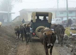 Літнє подружжя з Нідерландів вирушили у кругосвітню подорож на Ford Model T 1915 року (8 фото)
