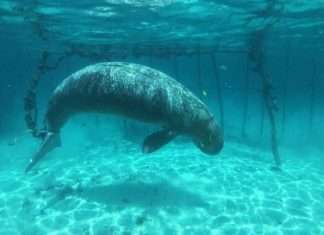 В Індонезії виявили двох ламантин, незаконно удерживавшихся в клітинах під водою (3 фото + відео)