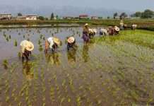 Вирощування овочів на озерах Мянми (32 фото)