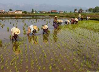 Вирощування овочів на озерах Мянми (32 фото)