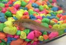 Канадська сімя влаштувала викингские похорон рибці (7 фото)