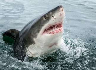 Круті фото гігантської білої акули (4 фото)