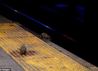 Австралійські міста переживають нашестя щурів