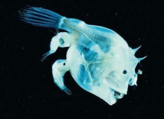 Самці паразитують на самках: 5 прикладів з дикої природи