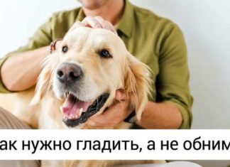 14 речей, які допоможуть зрозуміти, що собака може вкусити