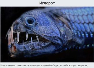 Десять самих незвичайних мешканців Маріанської западини