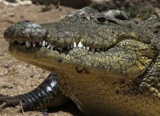Як крокодили в 1945 перемогли японців на острові Рамри
