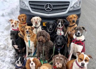 Коли вигулює собак професіонал