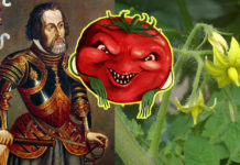 Чому помідори вважалися отруйними і гріховними, і Як вдалося позбутися від цих забобонів