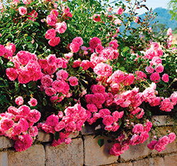 10 ПОПУЛЯРНИХ СОРТІВ ҐРУНТОПОКРИВНИХ ТРОЯНД