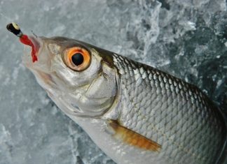 Ловля плотви березневої