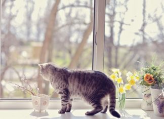 Як перетворити підвіконня в затишне місце відпочинку