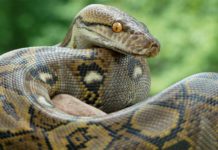 Найбільші змії в світі – Топ-10