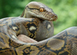 Найбільші змії в світі – Топ-10