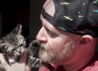 «Тільки не плакати!» — говорив чоловік кошеняті