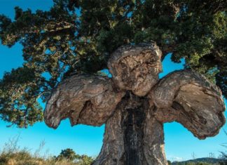 15 дерев у Європі з цікавою історією