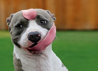 Коли програма «собака» дала збій і зависла: 15+ кумедних фото з домашніми улюбленцями