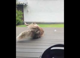 Когда собакен умеет развлекать сам себя