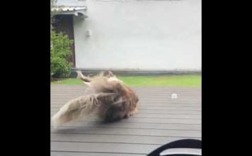 Когда собакен умеет развлекать сам себя