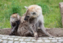 Монархічна ієрархія в суспільстві гієн