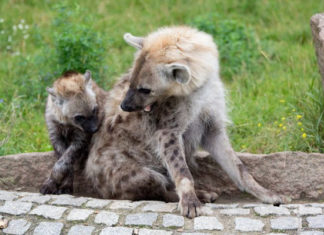 Монархічна ієрархія в суспільстві гієн