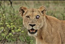 Дика природа. Виживає найсильніший