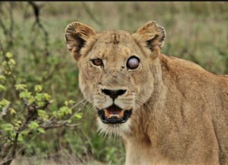 Дика природа. Виживає найсильніший