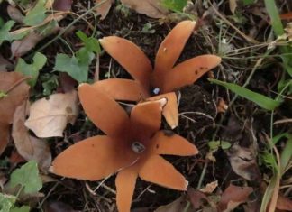 Самий дивний гриб у світі, який уміє свистіти