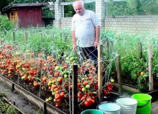 Рецепти для гарного врожаю