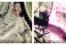 Мисливець розстріляв шпигунський дрон зоозахисників