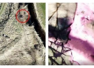 Мисливець розстріляв шпигунський дрон зоозахисників