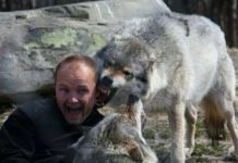 Біжить з вовками: історія норвежця, який став справжнім альфа-самцем