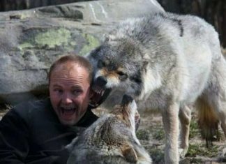 Біжить з вовками: історія норвежця, який став справжнім альфа-самцем