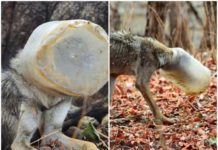 Дикий вовк з банкою на голові прийшов до людей. Він потребував допомоги!