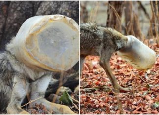Дикий вовк з банкою на голові прийшов до людей. Він потребував допомоги!