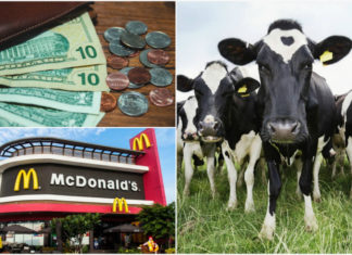 17 звичайних для американців речей, які здадуться дивними всім приїжджим