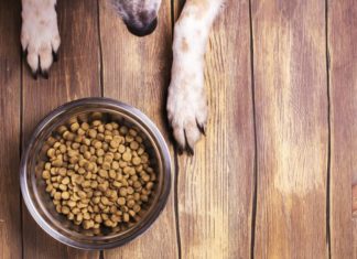 Корм для собак All Dogs: огляд складу та відгуки